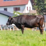 The Ultimate Flank Steak Recipe Collection