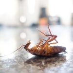 Chemical-Free Pest Control for Stadiums