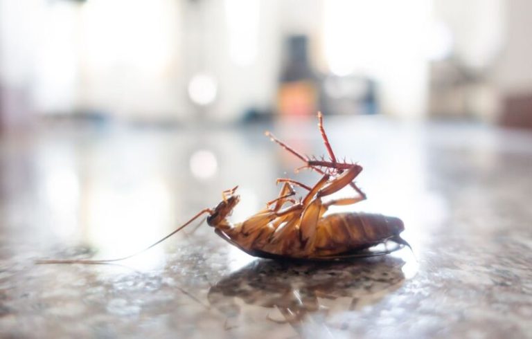Chemical-Free Pest Control for Stadiums